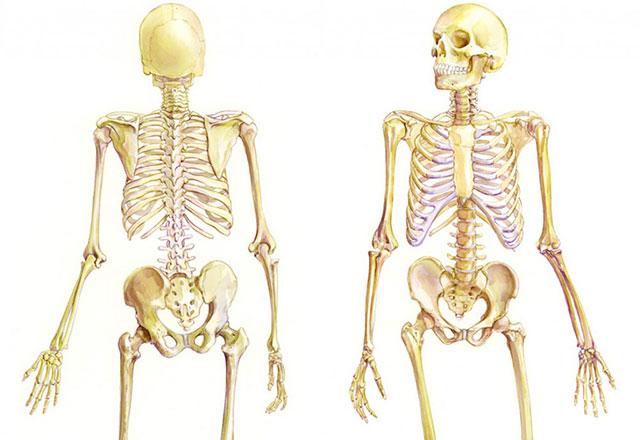 a medical illustration of a skeleton