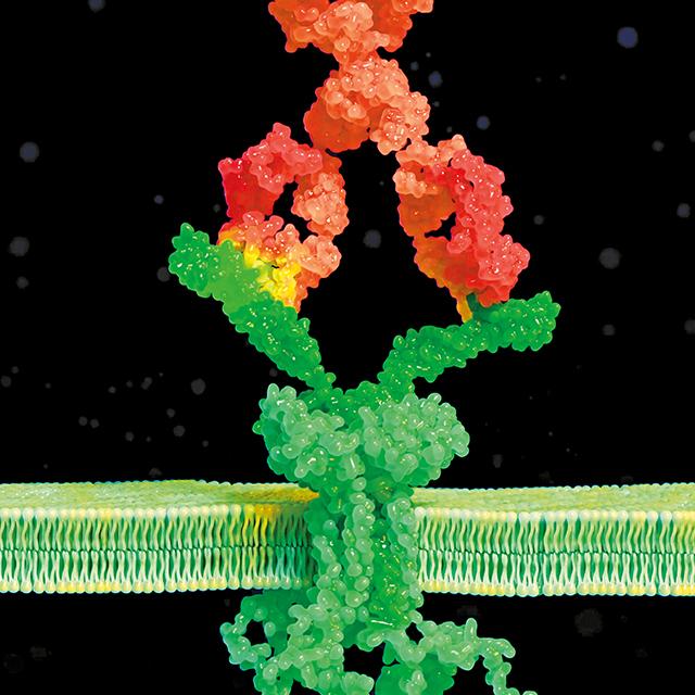 A precision engineered CATCR-T cell (green) seeks out and binds to a B cell receptor (pink) expressed on the surface of an autoimmune disease-causing B cell, ultimately causing the T cell to kill the B cell in a selective fashion.