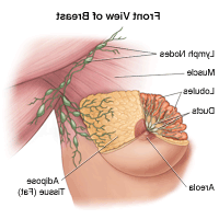 llustration of the anatomy of the female breast, front view