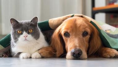 Pet dog and cat resting together under a blanket