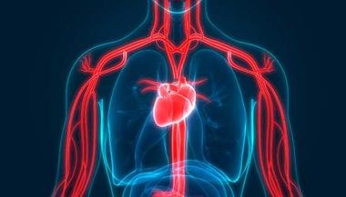 心脏和血管的图示